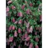 Klokkeblomst 'Rubra' Campanula Punctata 'Rubra' 1 Liter Potte 1 Klokkeblomst 'Rubra' Campanula Punctata 'Rubra' 1 Liter Potte -Montoz Butik p5462 4043 campanula punctata rubra dd93
