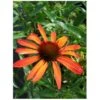 Solhat 'Hot Summer' Echinacea Hybrid 'Hot Summer' 1 Liter Potte -Montoz Butik p5495 28299 echinacea hybrid hot summer e63a