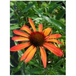 Solhat 'Hot Summer' Echinacea Hybrid 'Hot Summer' 1 Liter Potte