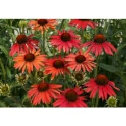 Solhat 'Hot Summer' Echinacea Hybrid 'Hot Summer' 1 Liter Potte -Montoz Butik p5495 28300 echinacea hybrid hot summer 13f8