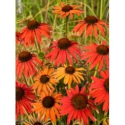 Solhat 'Hot Summer' Echinacea Hybrid 'Hot Summer' 1 Liter Potte -Montoz Butik p5495 4072 echinacea hybrid hot summer 859b