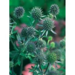Russisk Mandstro Eryngium Planum Bakke Med 12 Stk. -Montoz Butik p5508 4079 eryngium planum 9bc7