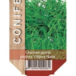 Tråd Ærtecypres 'Filifera Nana' Chamaecyprais Pisifera 'Filifera Nana' Potte 2,0 Liter,- 20-25 Cm.