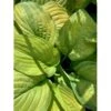Funkia 'Guacamole' Hosta Hybrid 'Guacamole' 1 Liter Potte -Montoz Butik p5553 36093 hosta hybrid guacamole b7c9