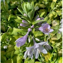 Funkia 'Guacamole' Hosta Hybrid 'Guacamole' 1 Liter Potte -Montoz Butik p5553 36094 hosta hybrid guacamole 813e