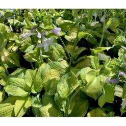 Funkia 'Guacamole' Hosta Hybrid 'Guacamole' 1 Liter Potte -Montoz Butik p5553 36095 hosta hybrid guacamole c039