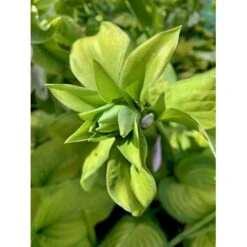 Funkia 'Guacamole' Hosta Hybrid 'Guacamole' 1 Liter Potte -Montoz Butik p5553 36096 hosta hybrid guacamole bf7a