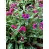 Lungeurt 'Raspberry Splash' Pulmonaria Sac. 'Raspberry Splash' 1 Liter Potte 1 Lungeurt 'Raspberry Splash' Pulmonaria Sac. 'Raspberry Splash' 1 Liter Potte -Montoz Butik p5625 46296 pulmonaria sac raspberry splash 2d8f