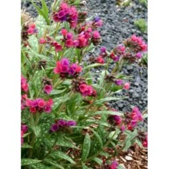 Lungeurt 'Raspberry Splash' Pulmonaria Sac. 'Raspberry Splash' 1 Liter Potte -Montoz Butik p5625 46297 pulmonaria sac raspberry splash 2ecd