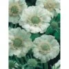 Scabiose 'Perfecta Alba' Scabiosa Caucasica 'Perfecta Alba' 1 Liter Potte -Montoz Butik p5636 4184 scabiosa caucasica perfecta alba 90e7