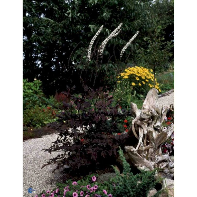 Sølvlys 'Brunette' Actaea Simplex 'Brunette' 1 Liter Potte 3 Sølvlys 'Brunette' Actaea Simplex 'Brunette' 1 Liter Potte