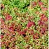 Hvid Stenurt 'Coral Carpet' Sedum Album 'Coral Carpet' 10 Cm. Potte -Montoz Butik p5644 40164 sedum album coral carpet e67d