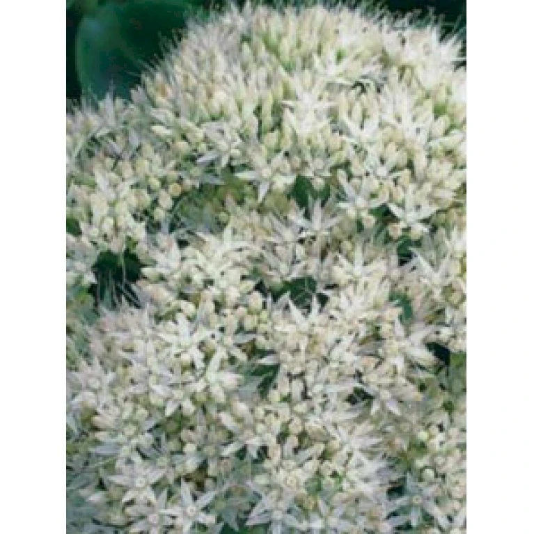Kinesisk Sankhansurt 'Iceberg' Sedum Spectabile 'Iceberg' 1 Liter Potte 3 Kinesisk Sankhansurt 'Iceberg' Sedum Spectabile 'Iceberg' 1 Liter Potte