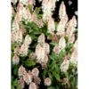 Skumblomst 'Pink Skyrocket' Tiarella X Cordifolia 'Pink Skyrocket' 1 Liter Potte 2 Skumblomst 'Pink Skyrocket' Tiarella X Cordifolia 'Pink Skyrocket' 1 Liter Potte -Montoz Butik p5666 38906 tiarella x cordifolia pink skyrocket 7ac4