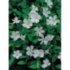 Vintergrøn 'Alba' Vinca Minor 'Alba' 10 Cm. Potte -Montoz Butik p5686 4224 vinca minor alba 4f73