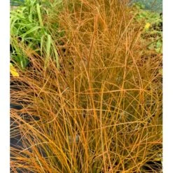 Star 'Prairie Fire' Carex Testacea 'Prairie Fire' Potte 2 Liter. -Montoz Butik p5705 36053 carex testacea acc1