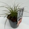 Star 'Prairie Fire' Carex Testacea 'Prairie Fire' Potte 2 Liter.
