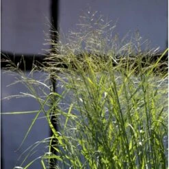 Rishirse 'Prairie Sky' Panicum Virgatum 'Prairie Sky' Potte 2,0 Liter,- 40-60 Cm. -Montoz Butik p5726 36573 panicum virgatum prairie sky d02e