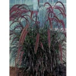 Lampepudsergræs 'Rubrum' Pennisetum Advena 'Rubrum' Potte 2 Liter. -Montoz Butik p5727 4253 pennisetum advena rubrum d79a