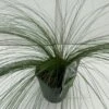 Fjergræs 'Pony Tails' Stipa Tenuissima 'Pony Tails' Potte 2 Liter. -Montoz Butik p5730 34179 stipa tenuissima pony tails 093f