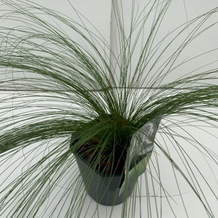 Fjergræs 'Pony Tails' Stipa Tenuissima 'Pony Tails' Potte 2 Liter. 3 Fjergræs 'Pony Tails' Stipa Tenuissima 'Pony Tails' Potte 2 Liter.