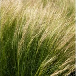 Fjergræs 'Pony Tails' Stipa Tenuissima 'Pony Tails' Potte 2 Liter. 9 Fjergræs 'Pony Tails' Stipa Tenuissima 'Pony Tails' Potte 2 Liter. -Montoz Butik p5730 36575 stipa tenuissima pony tails 5d8e