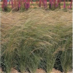 Fjergræs 'Pony Tails' Stipa Tenuissima 'Pony Tails' Potte 2 Liter. 10 Fjergræs 'Pony Tails' Stipa Tenuissima 'Pony Tails' Potte 2 Liter. -Montoz Butik p5730 36576 stipa tenuissima pony tails bb01