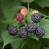 Sommer Hindbær 'Black Jewel' Rubus Idaeus 'Black Jewel' Potte 2,0 Liter,- Opbundet