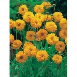 Skønhedsøje 'Sunray' Coreopsis Grandiflora 'Sunray' 1 Liter Potte