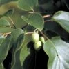 Almindelig Stikkelsbærkiwi Actinidia Arguta Potte 2,0 Liter,- Opbundet -Montoz Butik p59 48476 actinidia arguta 0566