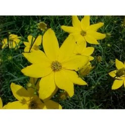 Skønhedsøje 'Zagreb' Coreopsis Verticillata 'Zagreb' 1 Liter Potte