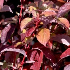 Nyankomne 5 Rødgrenet Kornel 'Sibirica' Cornus Alba 'Sibirica' Barrods,- 1 års (0/1) 50-80 Cm.