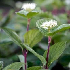 Nyankomne -Montoz Butik p607 54060 cornus alba sibirica 1e1a