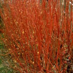 Rødgrenet Kornel 'Sibirica' Cornus Alba 'Sibirica' Barrods,- 1 års (0/1) 50-80 Cm. -Montoz Butik p607 54061 cornus alba sibirica de35
