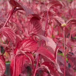 Rødgrenet Kornel 'Sibirica' Cornus Alba 'Sibirica' Barrods,- 1 års (0/1) 50-80 Cm. -Montoz Butik p607 54062 cornus alba sibirica e862