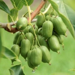 Stikkelsbærkiwi 'Issai' Actinidia Arguta 'Issai' Potte 7,5 Liter,- Opbundet 150-200 Cm. -Montoz Butik p60 50516 actinidia arguta issai 5df9