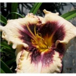 Daglilje 'Sabine Baur' Hemerocallis 'Sabine Baur' Potte 2 Liter.