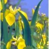 Gul Iris Iris Pseudoacorus 1 Liter Potte -Montoz Butik p6547 37969 iris pseudacorus c11b