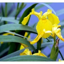 Gul Iris Iris Pseudoacorus 1 Liter Potte -Montoz Butik p6547 37970 iris pseudacorus 108c