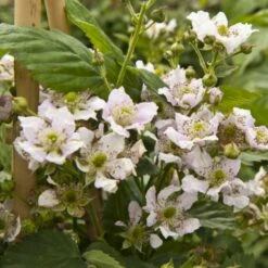 Tornfri Brombær 'Black Satin' Rubus Fruticosus 'Black Satin' Opbundet Til Ca. 40 Cm., Med Potte 10 Tornfri Brombær 'Black Satin' Rubus Fruticosus 'Black Satin' Opbundet Til Ca. 40 Cm., Med Potte -Montoz Butik p6564 48813 rubus fruticosus black satin 3cca