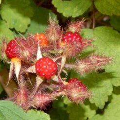 Vinbrombær Rubus Phoenicolasius Potte 2,0 Liter,- Opbundet -Montoz Butik p6565 50677 rubus phoenicolasius 3284