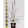 Engriflet Hvidtjørn Crataegus Monogyna Potte 12 Liter,- 100-125 Cm. -Montoz Butik p659 42425 crataegus monogyna haek 018e