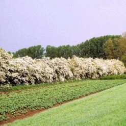 Engriflet Hvidtjørn Crataegus Monogyna Potte 12 Liter,- 100-125 Cm. -Montoz Butik p659 54063 crataegus monogyna d84b