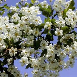 Engriflet Hvidtjørn Crataegus Monogyna Potte 12 Liter,- 100-125 Cm. -Montoz Butik p659 54064 crataegus monogyna 5cd0