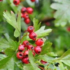 Engriflet Hvidtjørn Crataegus Monogyna Potte 12 Liter,- 100-125 Cm. -Montoz Butik p659 54065 crataegus monogyna 4151