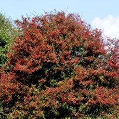 Engriflet Hvidtjørn Crataegus Monogyna Potte 12 Liter,- 100-125 Cm. -Montoz Butik p659 54141 crataegus monogyna f313