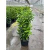 Kirsebærlaurbær 'Genolia' Prunus Laurocerasus 'Genolia' Potte 15 Liter - 100-125 Cm. -Montoz Butik p6631 48046 prunus laurocerasus genolia 2648