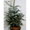 Blågran 'Fat Albert' Picea Pungens 'Fat Albert' Potte 12 Liter,- 60-80 Cm. 2 Blågran 'Fat Albert' Picea Pungens 'Fat Albert' Potte 12 Liter,- 60-80 Cm. -Montoz Butik p6640 41563 picea pungens fat albert 4485