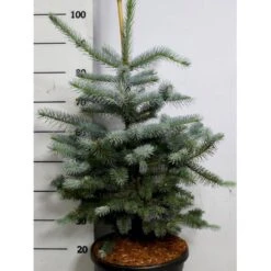Blågran 'Fat Albert' Picea Pungens 'Fat Albert' Potte 12 Liter,- 60-80 Cm.