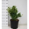 Penselfyr 'Negishi' Pinus Parviflora 'Negishi' Potte 12 Liter,- 40-60 Cm. -Montoz Butik p6644 41644 pinus parviflora negishi a3ee
